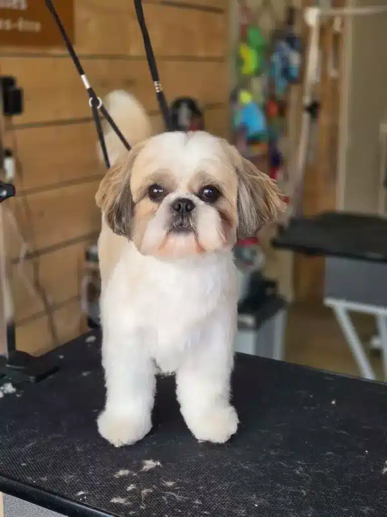 Shih-tzu fraîchement toiletté sur la table du salon